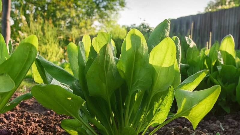 Planta esta planta aromática en tu huerto.