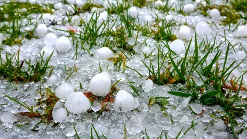 Protege tu césped y plantas de las tormentas este verano.