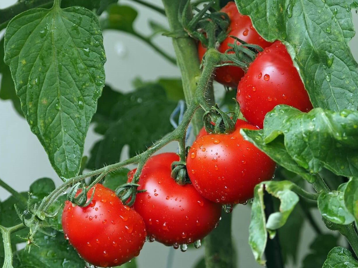 Tizón tardío del tomate: signos, impacto y medidas preventivas