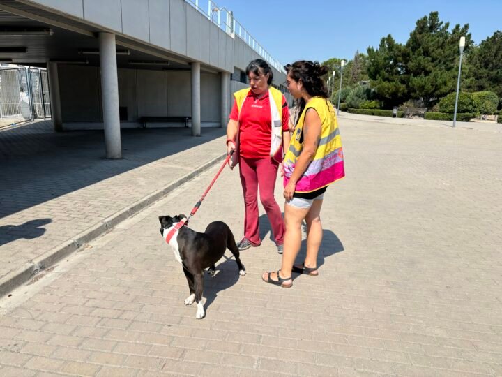 Voluntarios en Madrid pasean perros en adopción del Centro de Protección de Animales