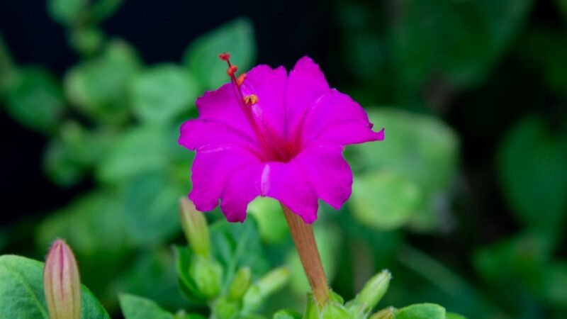 ¡Una flor misteriosa que brilla en la oscuridad!