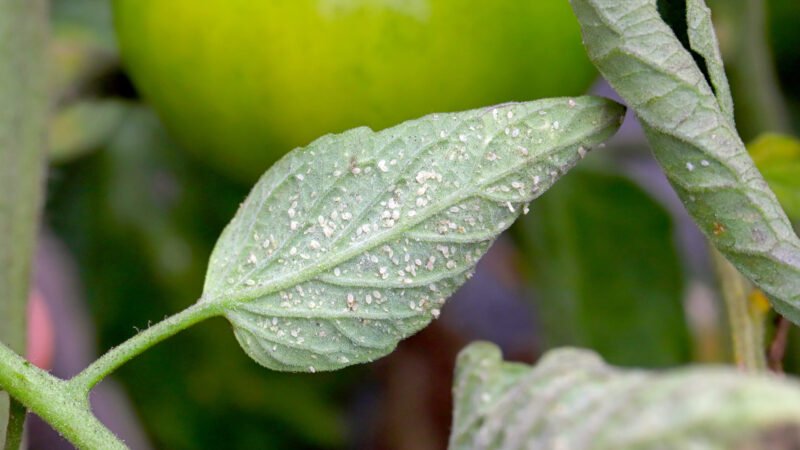 Repelente natural para eliminar insectos en tomates