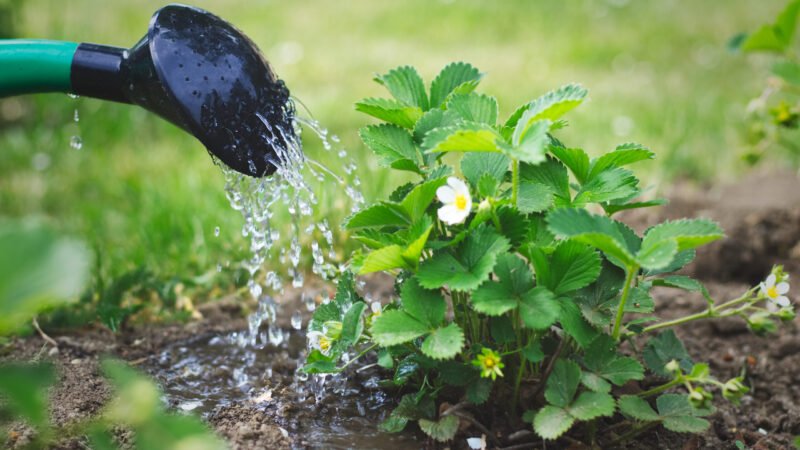 Momento ideal para regar tu jardín en verano con calor extremo