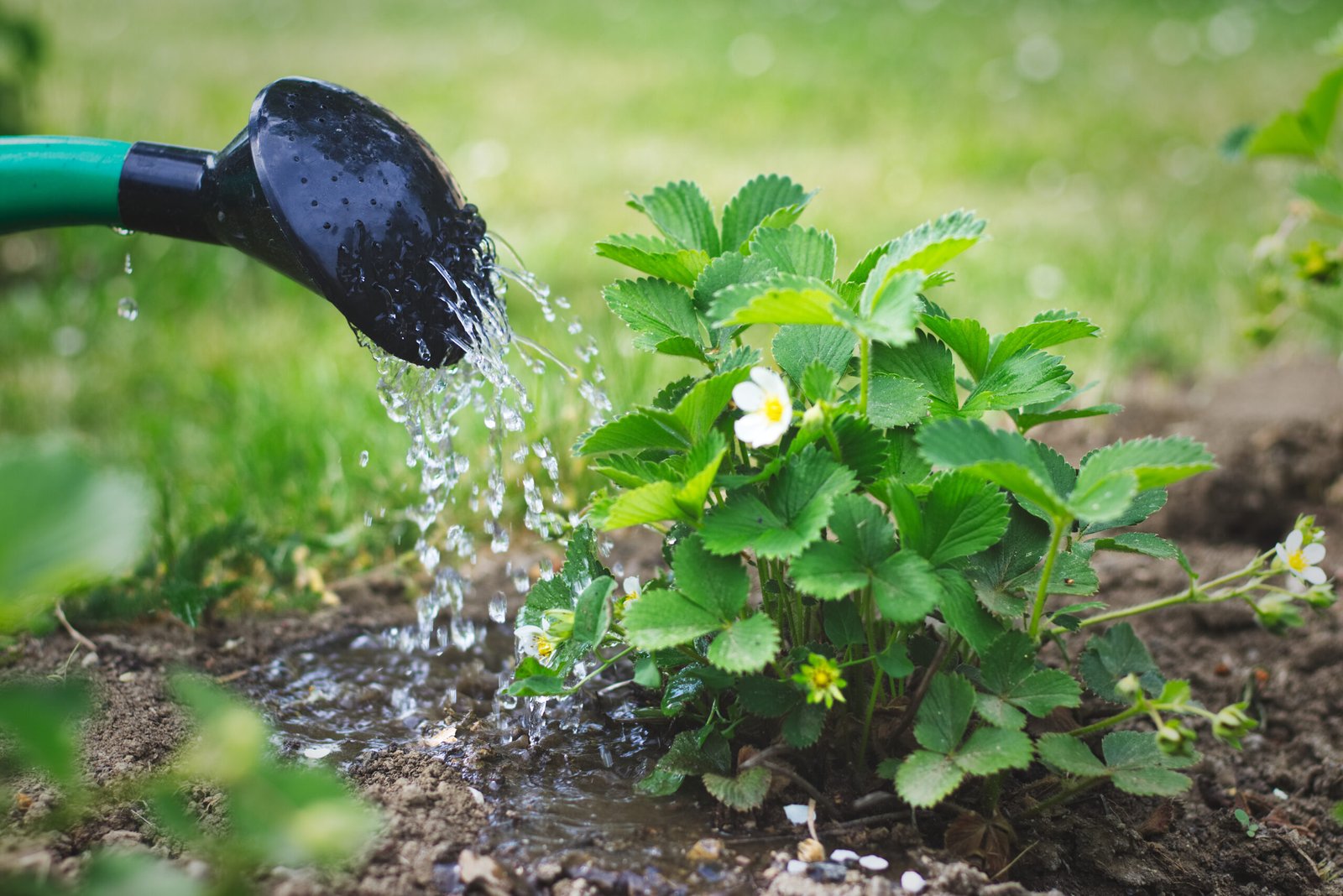 Momento ideal para regar tu jardín en verano con calor extremo