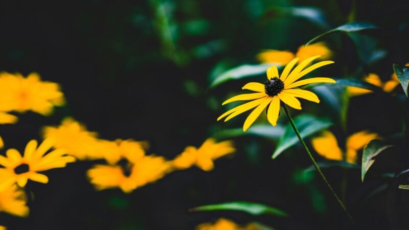 Planta estas 4 flores para tener un jardín de invierno florecido