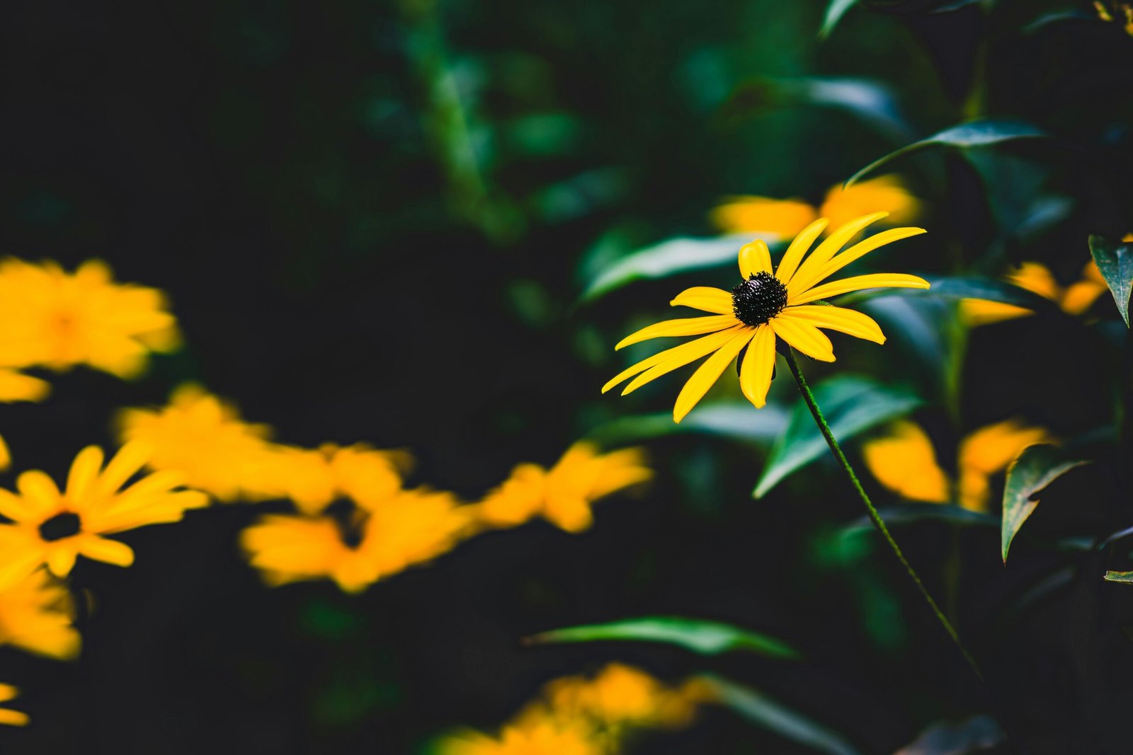 Planta estas 4 flores para tener un jardín de invierno florecido