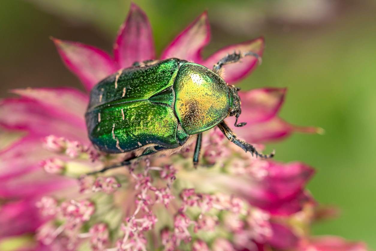 ¿Cucarachas en el jardín? No son lo que piensas