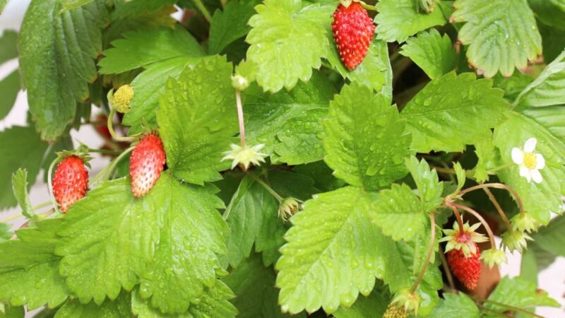 El mejor consejo para eliminar las malas hierbas de las fresas.