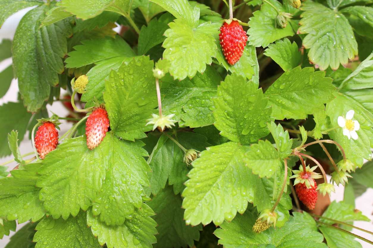 El mejor consejo para eliminar las malas hierbas de las fresas.