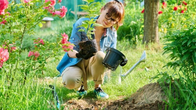 Actividades de jardinería en agosto: plantar, sembrar, podar, cosechar