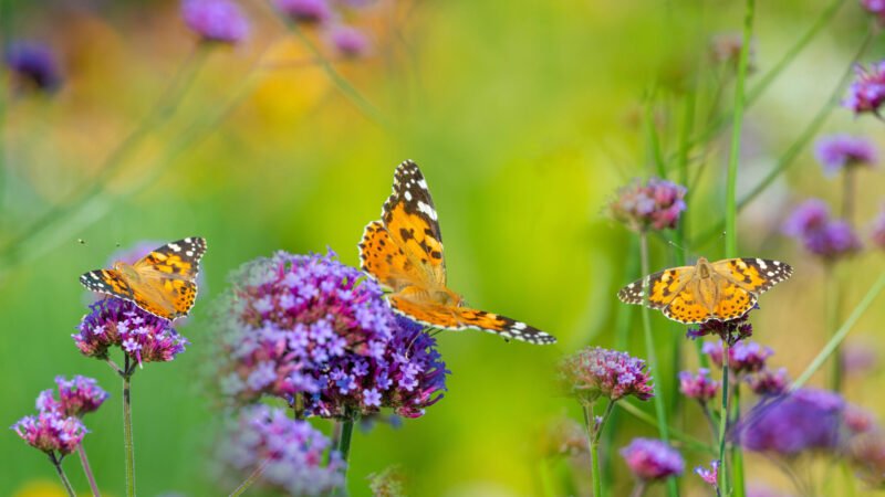 Crea un jardín de mariposas: plantas y consejos para atraer polinizadores