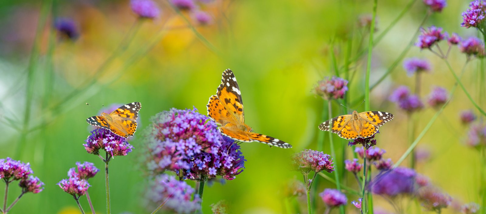 Crea un jardín de mariposas: plantas y consejos para atraer polinizadores