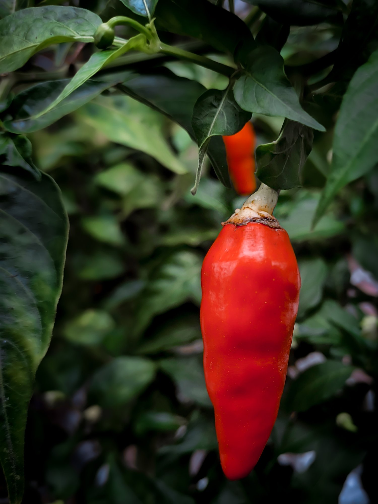 Planta ahora el pimiento de Espelette, ¿te gusta?