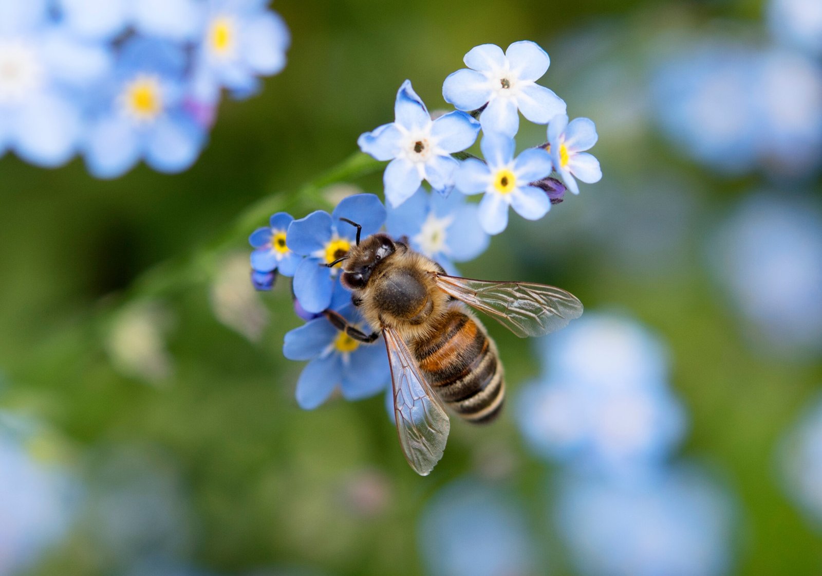 Abeja Abeja Forget-Ma-Nu-Ma uta-Ma Nots Jardín Flor 02