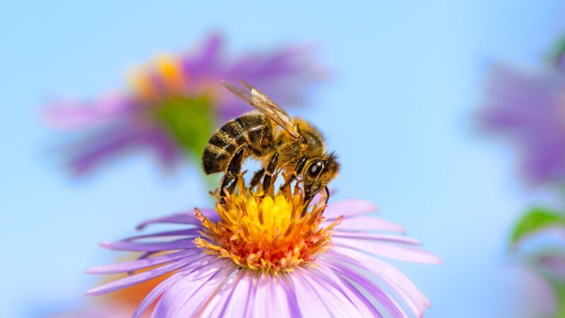 4 consejos para atraer abejas al jardín o huerto