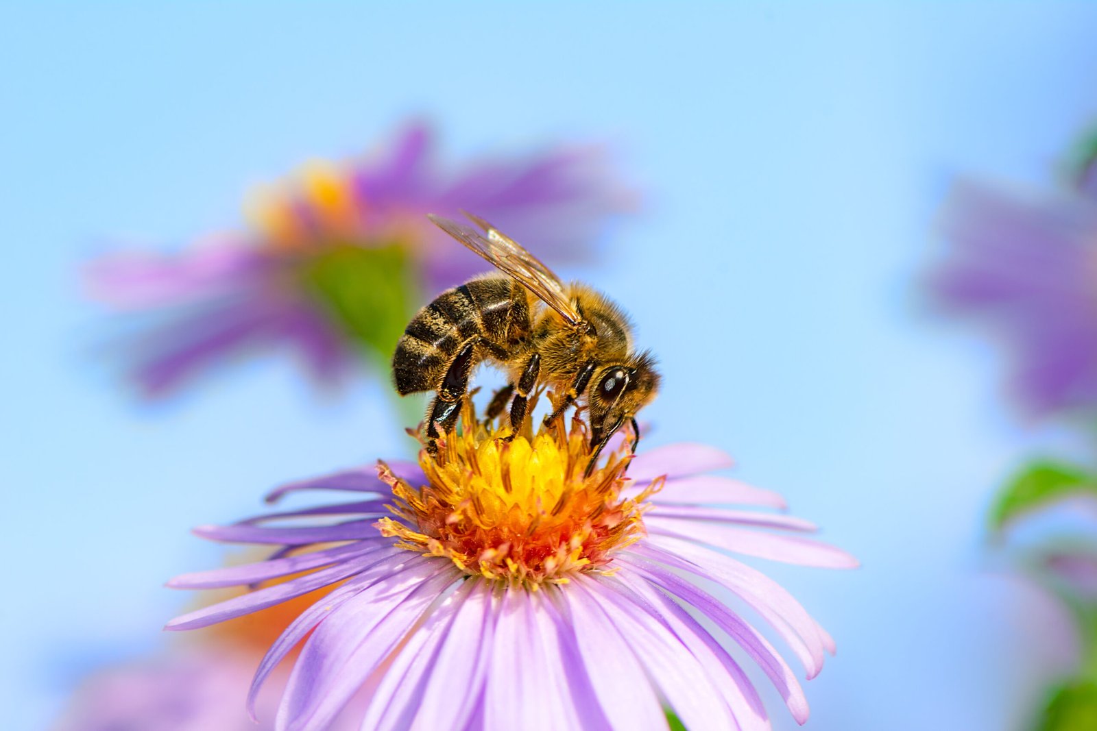 4 consejos para atraer abejas al jardín o huerto