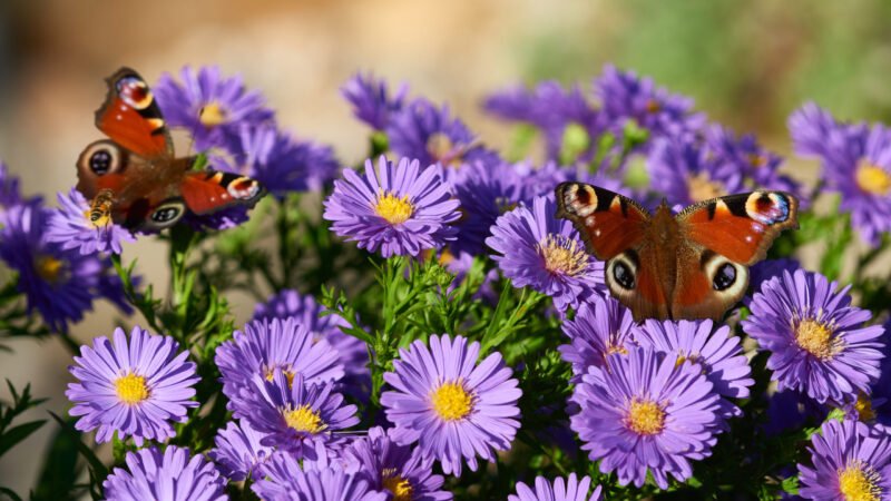 Consejos para prolongar la floración de los ásteres en otoño.