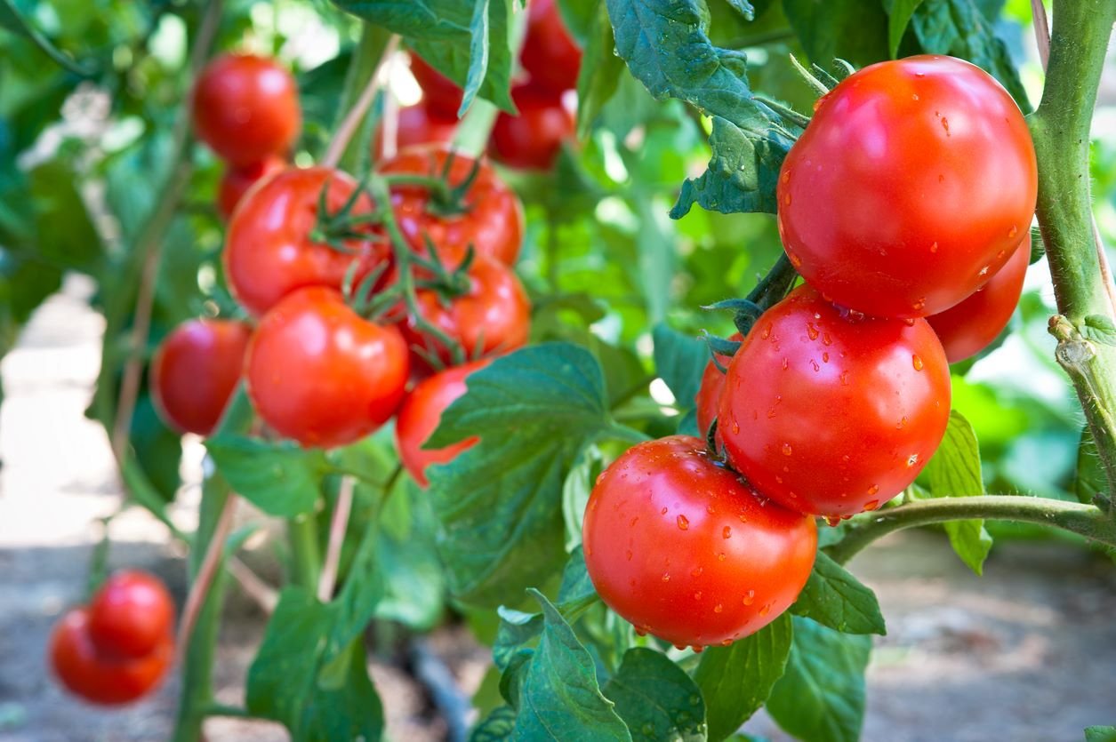 10 ideas para mejorar tu cosecha de tomate este verano