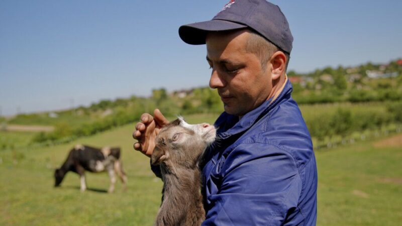 Criadores rumanos alertan sobre sequía y reducción de animales