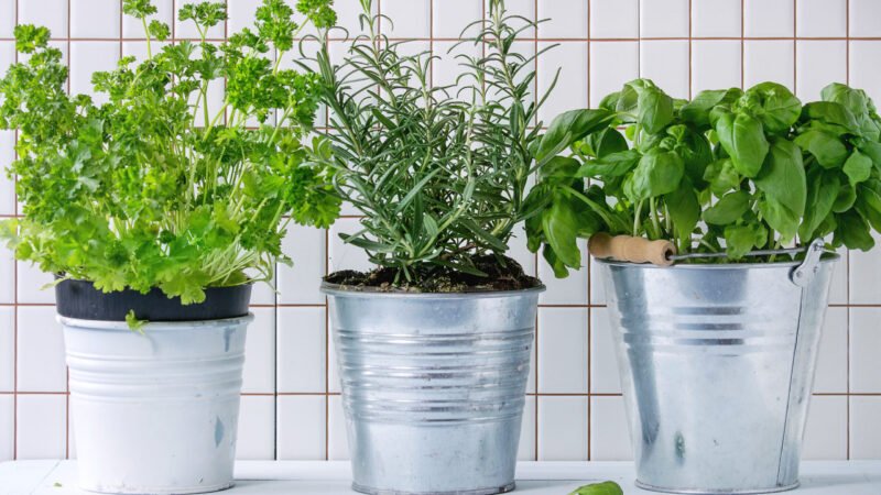 Cultiva estas 3 hierbas en interiores para cosechar todo el año.