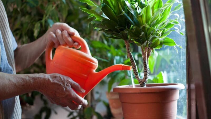 El agua «sucia» es una bendición para tus plantas