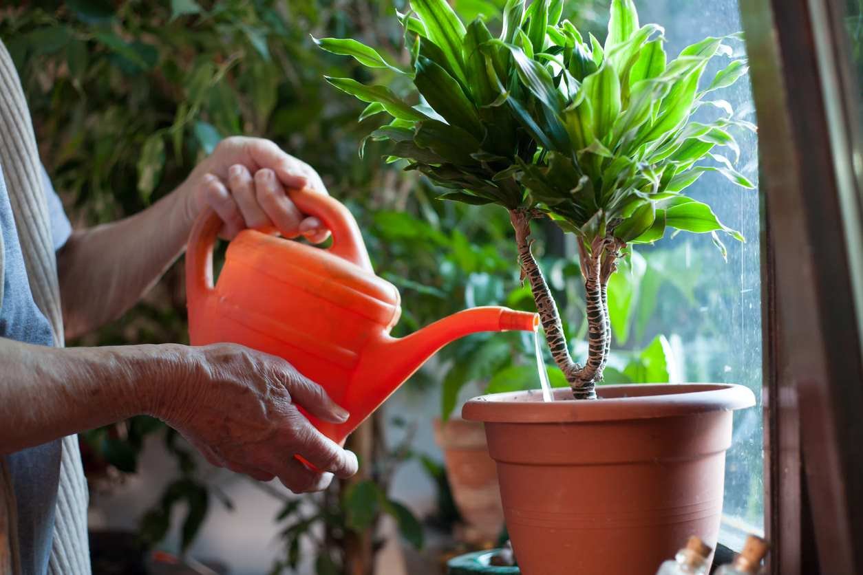 El agua «sucia» es una bendición para tus plantas