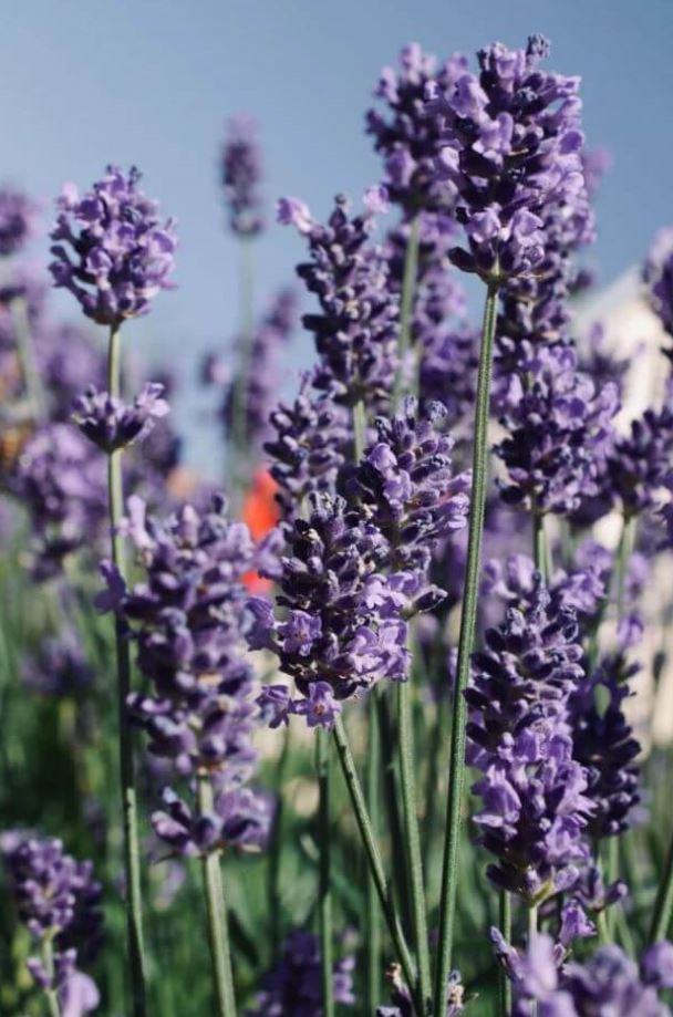 Unsplash de lavanda