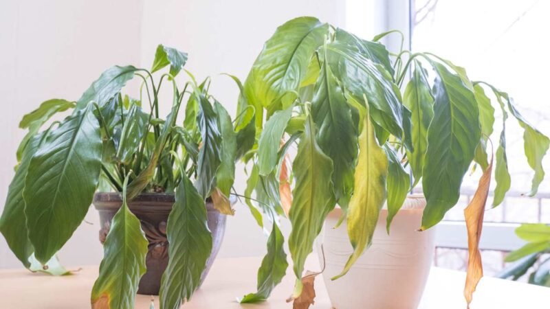 La mayor amenaza para tus plantas este verano: un improbable enemigo.