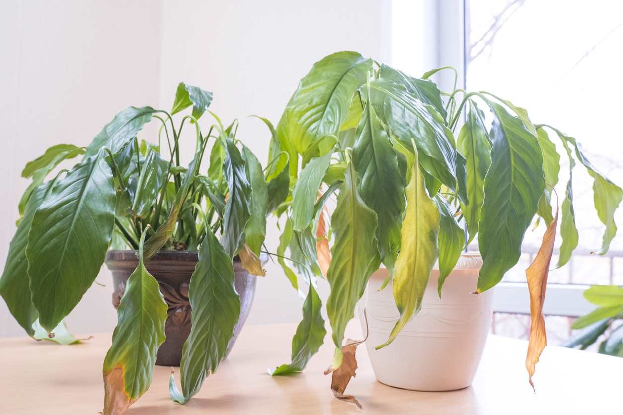 La mayor amenaza para tus plantas este verano: un improbable enemigo.