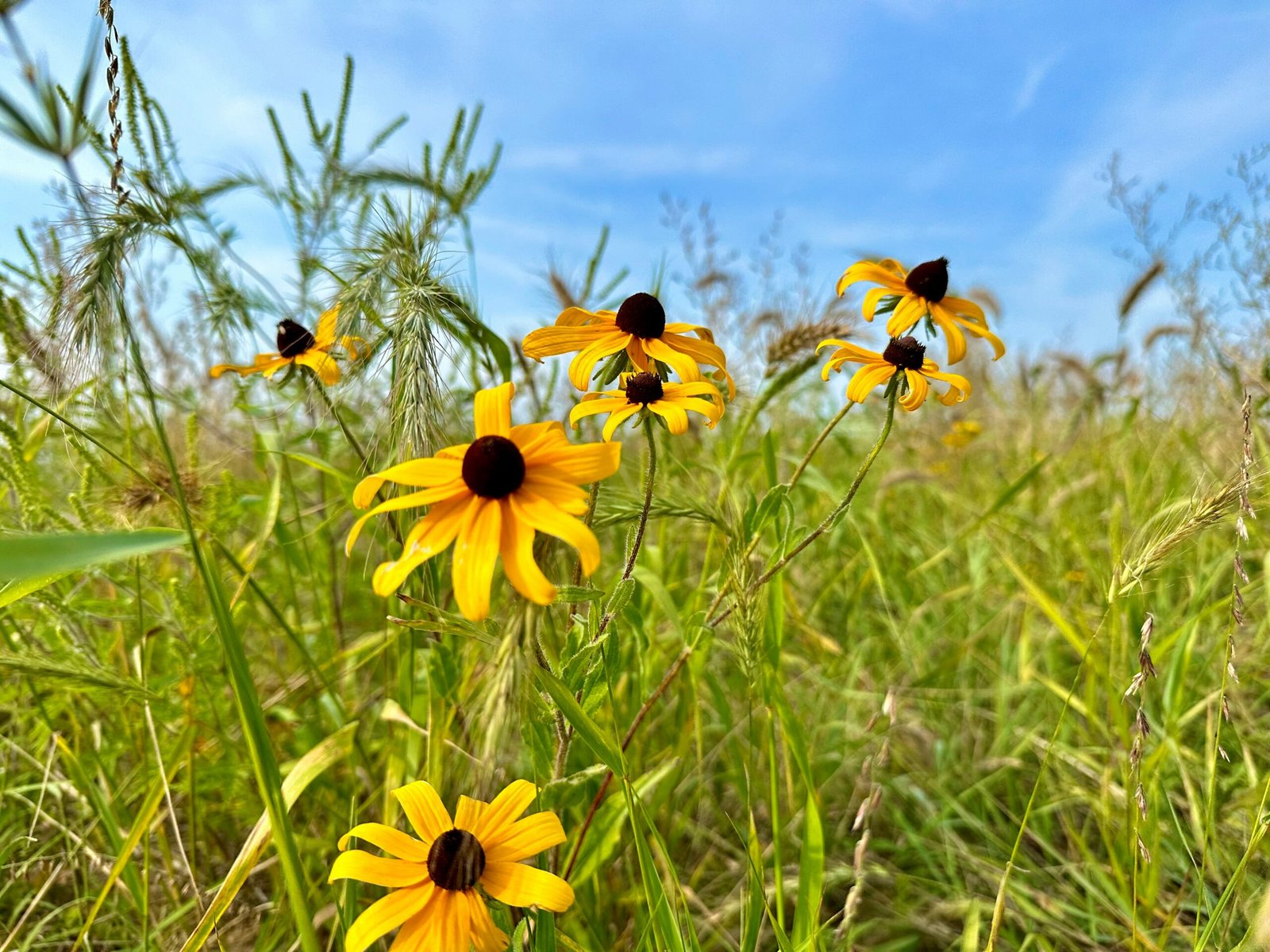 Flores de Rudbeckia