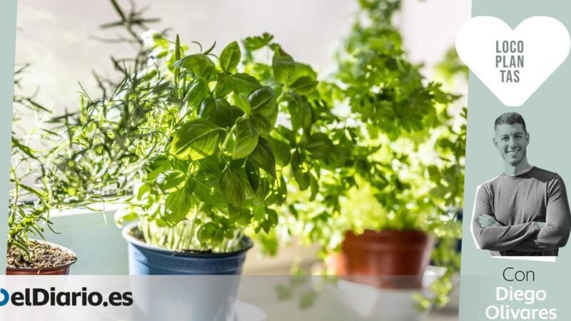 Plantas resistentes al sol y de bajo mantenimiento para ventanas