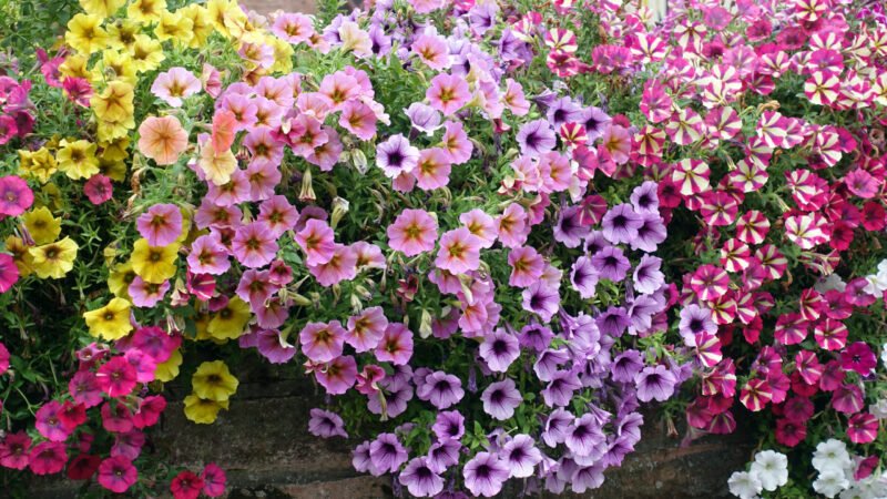 Prolonga la floración de tus petunias hasta finales de otoño con estos 3 consejos