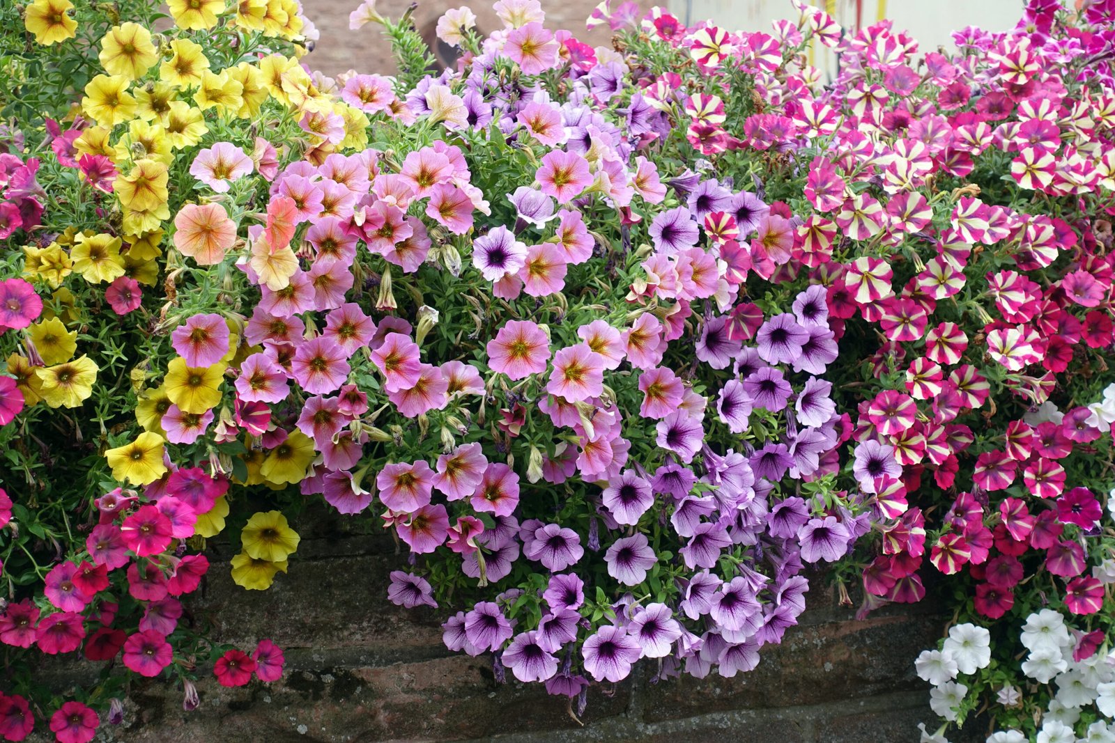 Prolonga la floración de tus petunias hasta finales de otoño con estos 3 consejos