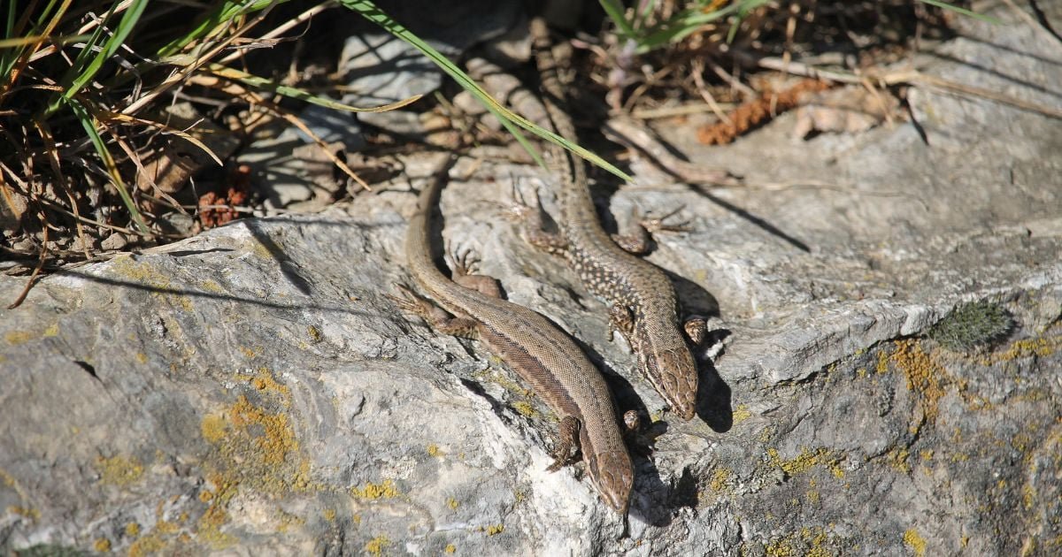 Reptil reemplaza a los lagartos en regiones francesas