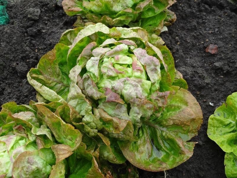 Lechuga marrón de invierno