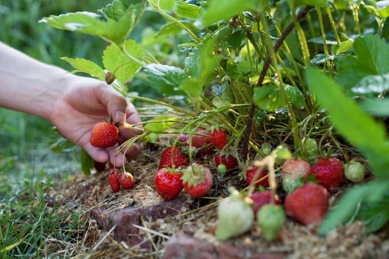 Consejos para aumentar la cosecha de fruta