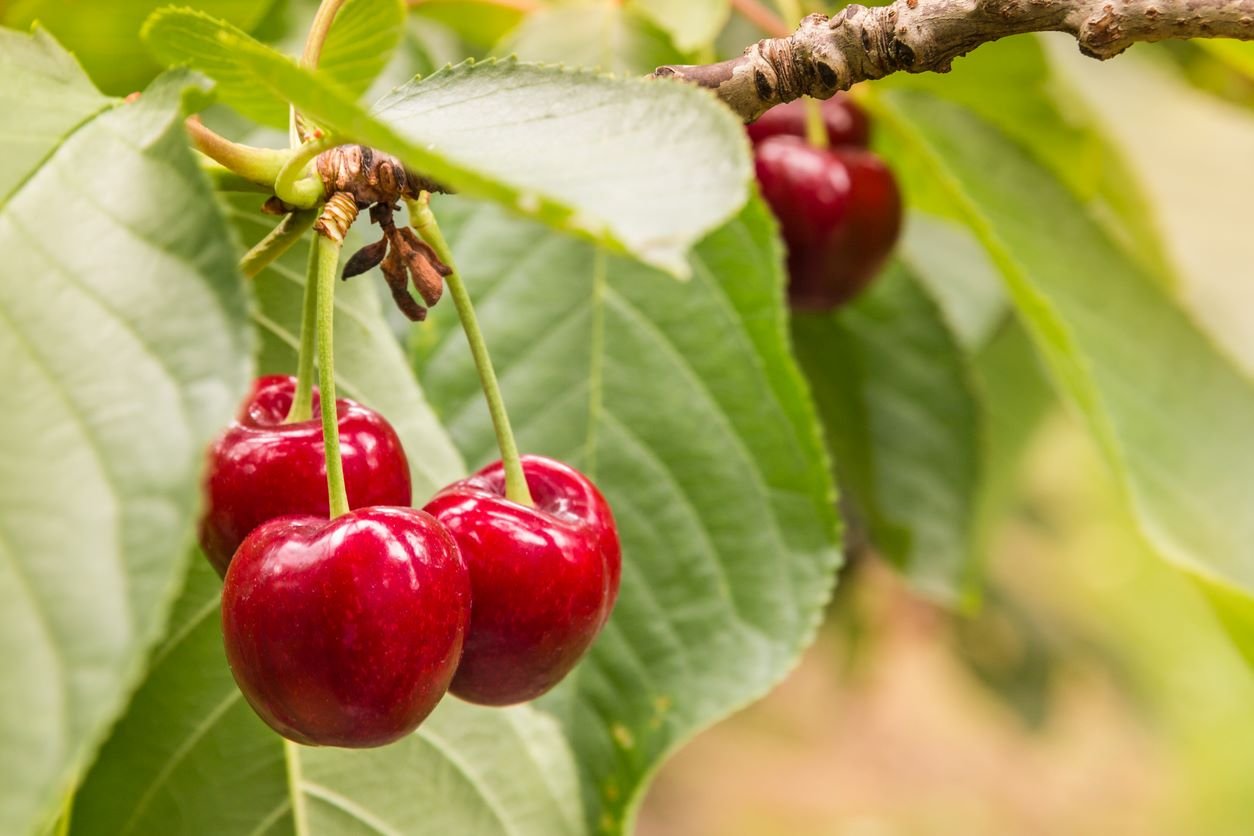 Mejora tu cosecha de cerezas el próximo año.