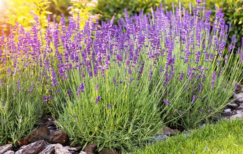 Lavanda