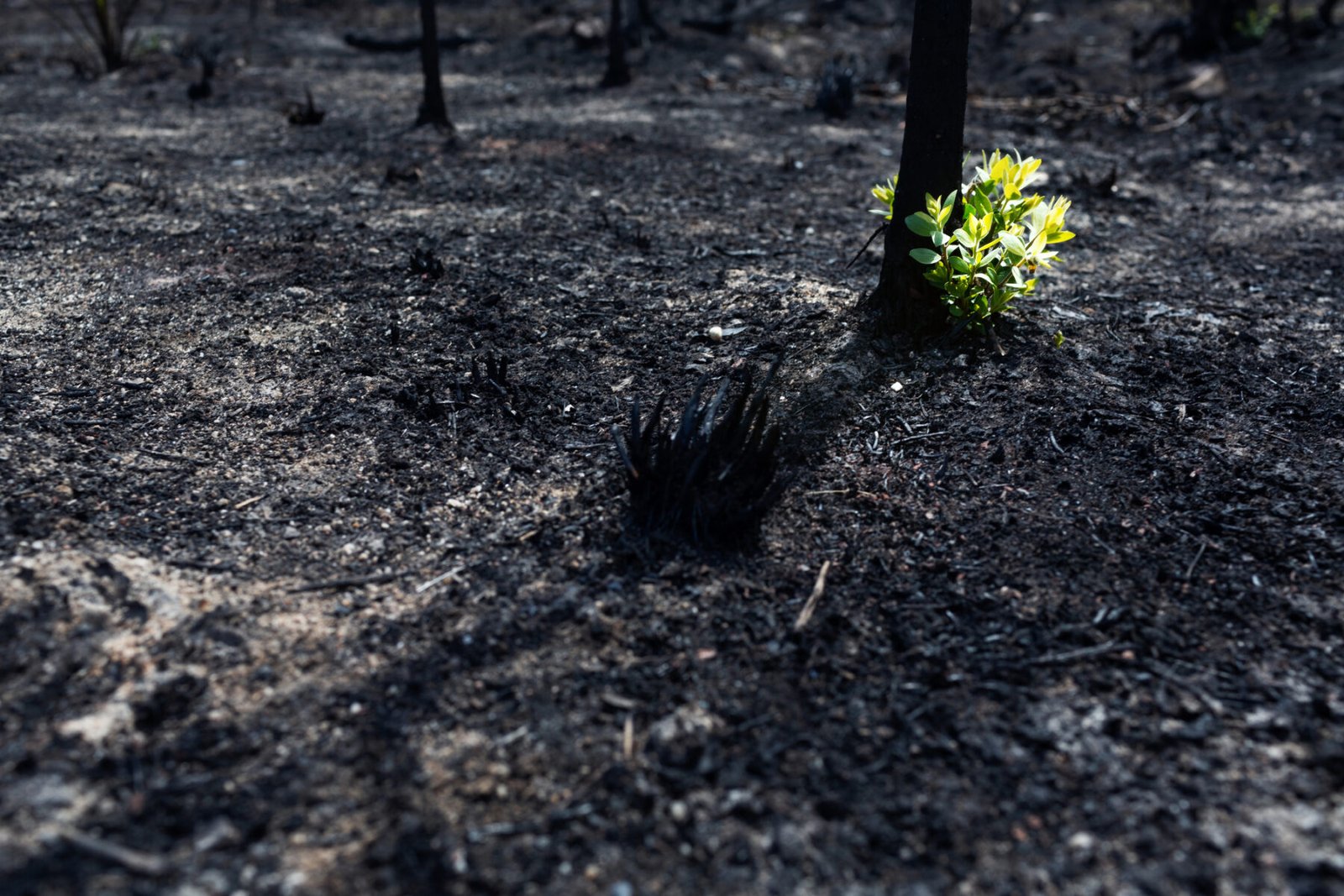 42.300 hectáreas arrasadas por incendios forestales en este año.