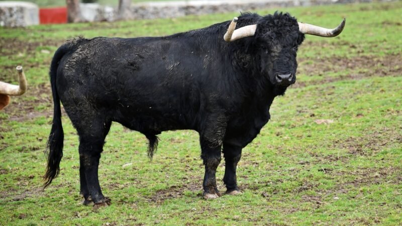 Cada vez más cerca de la prohibición del «Toro Júbilo de Medinaceli» Hoy

Estamos cada vez más cerca de la prohibición definitiva del «Toro Júbilo de Medinaceli»