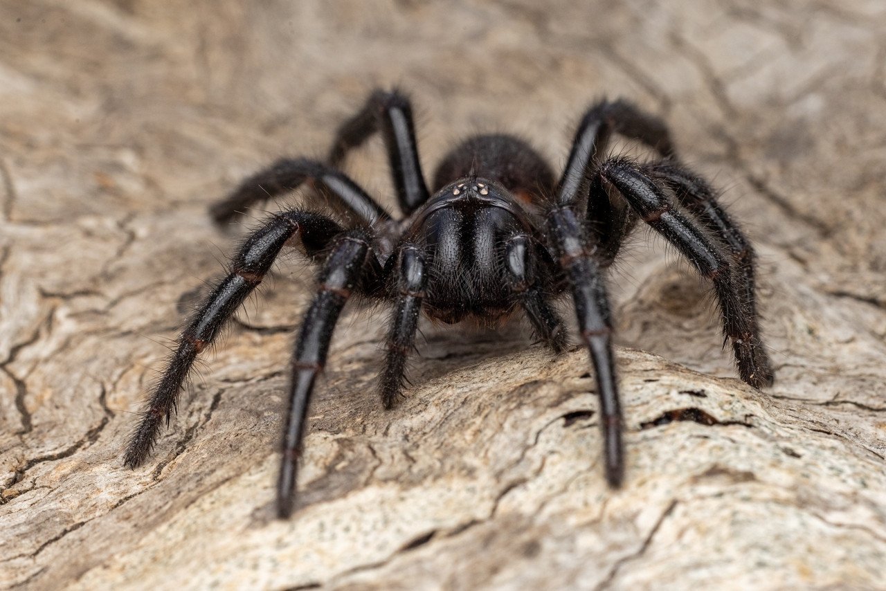 Cómo actuar si te encuentras con una araña