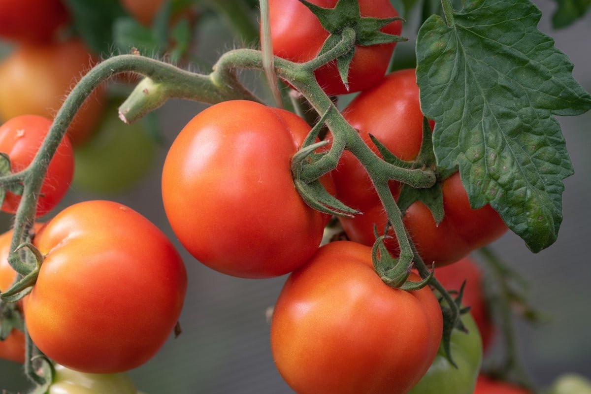 Cómo asar rápidamente tus tomates.