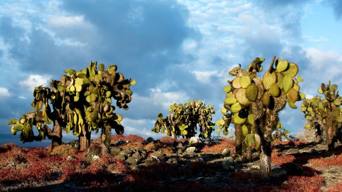 El impacto del clima errático en Galápagos: cactus, iguanas y El Niño