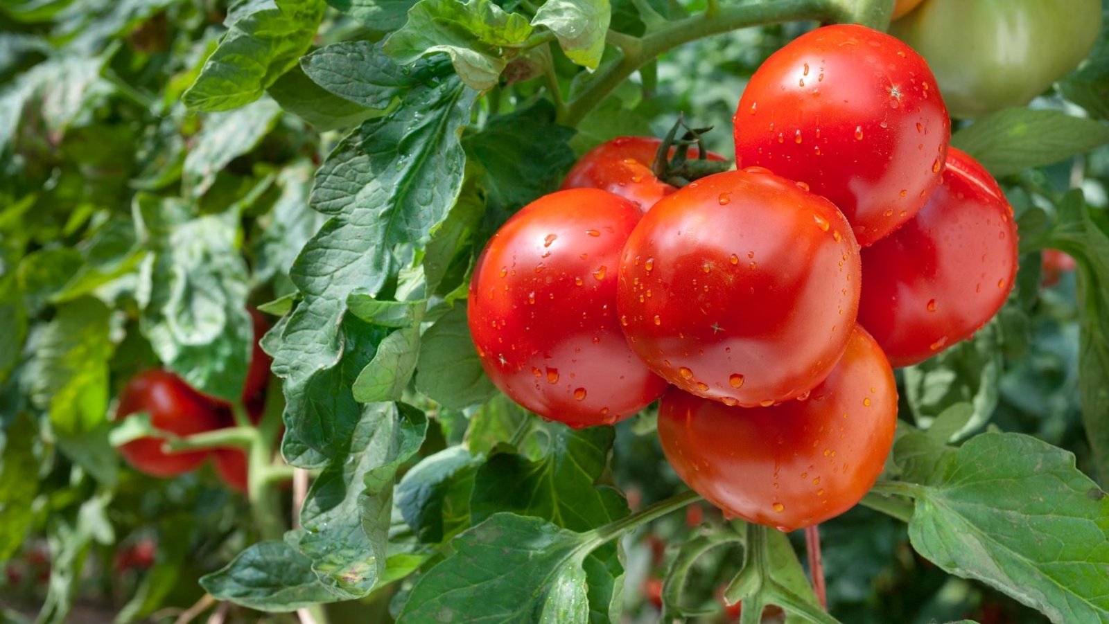 En septiembre, en Navarra el tomate es la estrella.