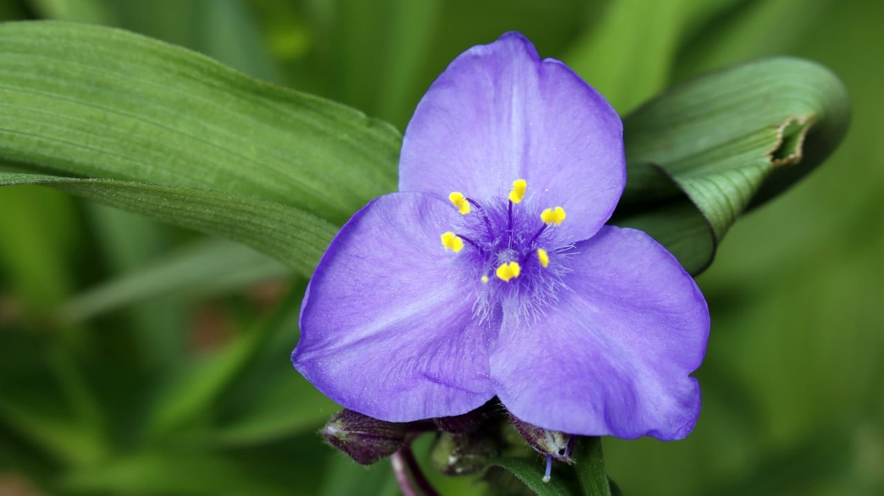 Esta flor no trae mala suerte – Evita supersticiones con esta flor.