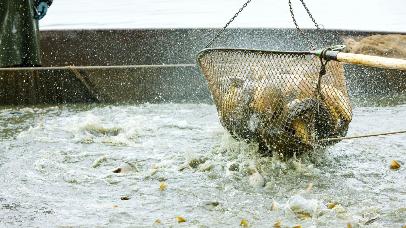 Informe de la UAB: aturdimiento previo al sacrificio de peces.