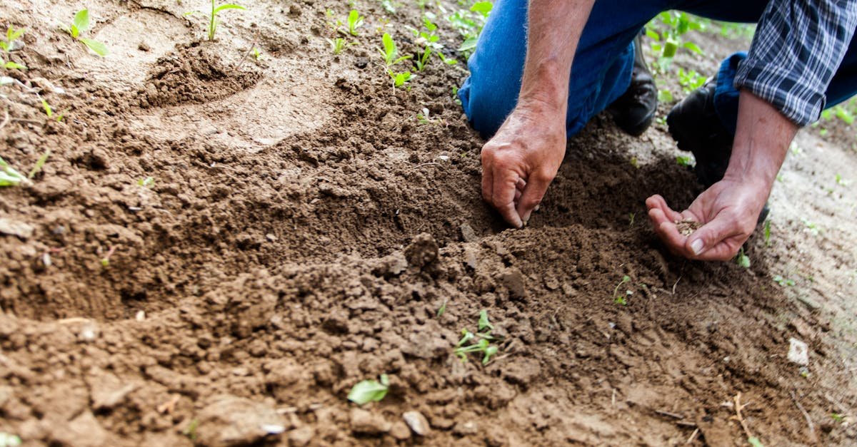 La Hutte du Berger: conexiones a través de la jardinería