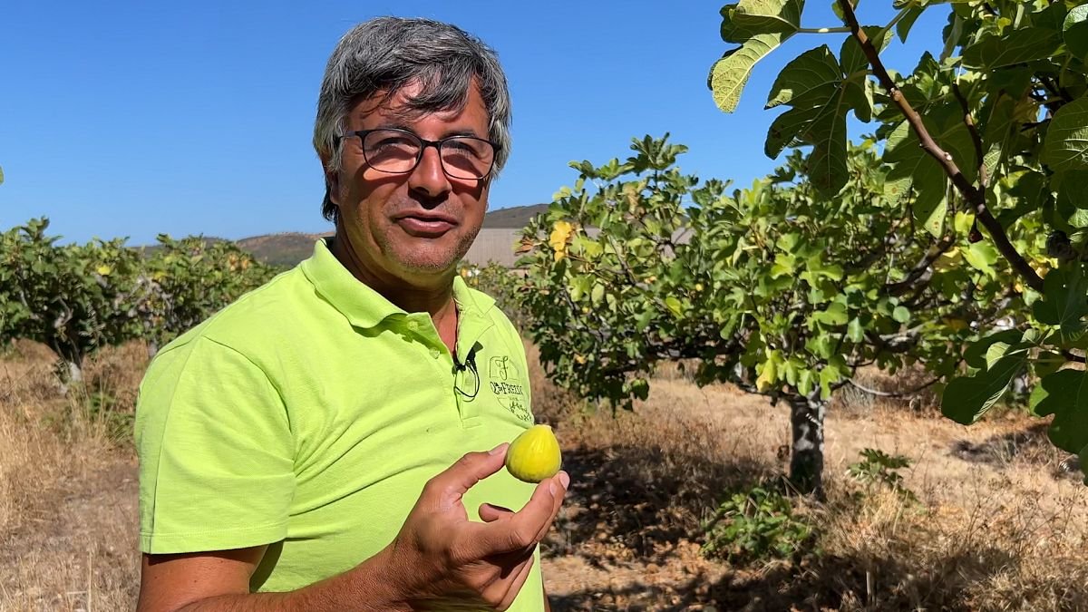 Los agricultores del Algarve innovan para preservar la fertilidad del suelo en la batalla por el agua