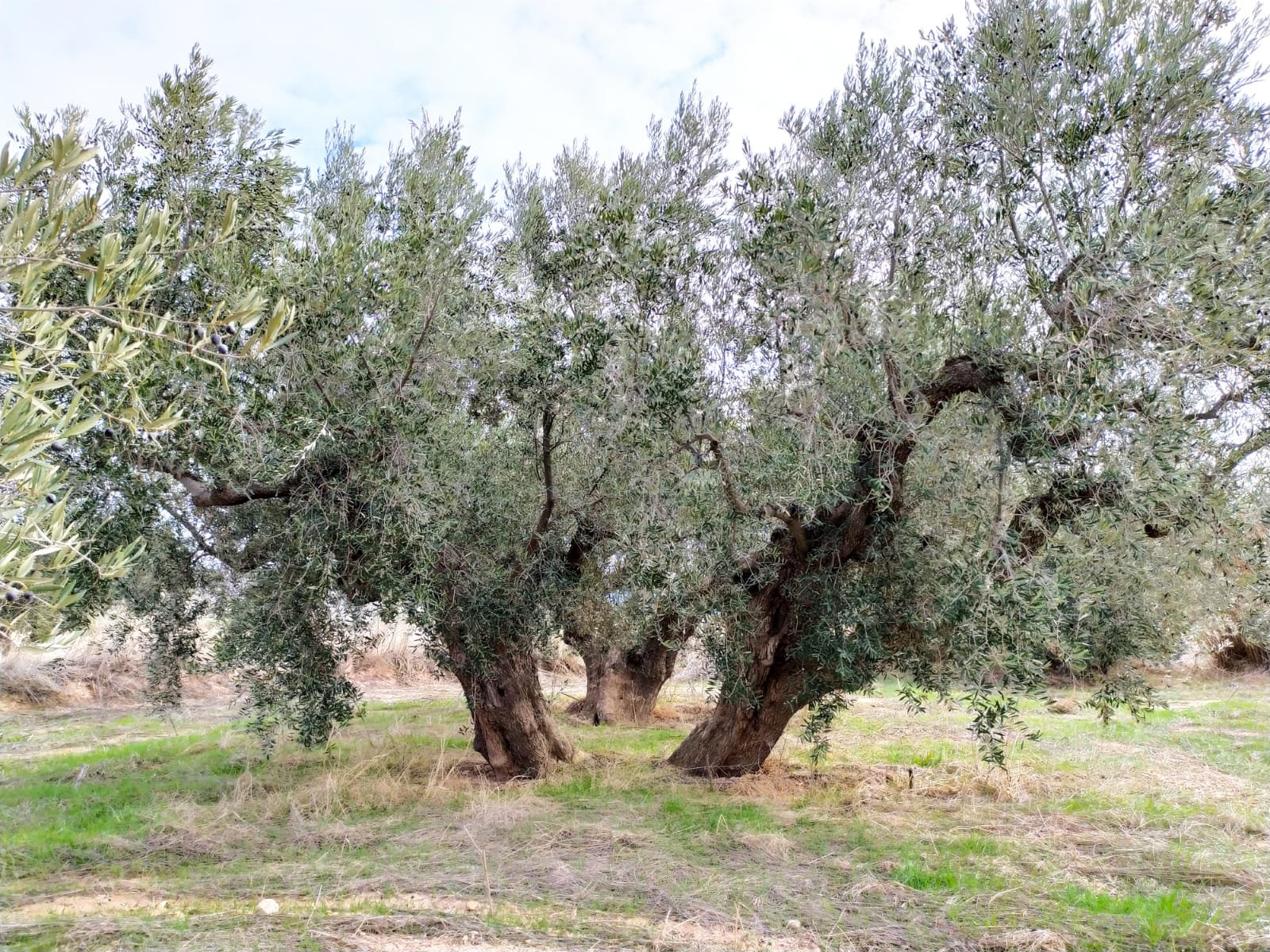 Murcia se suma a la celebración del Día Europeo de la Agricultura Ecológica 2024