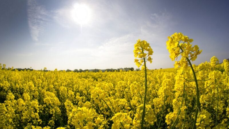 Oxfam pide el fin de los incentivos de la UE a los biocombustibles vegetales.